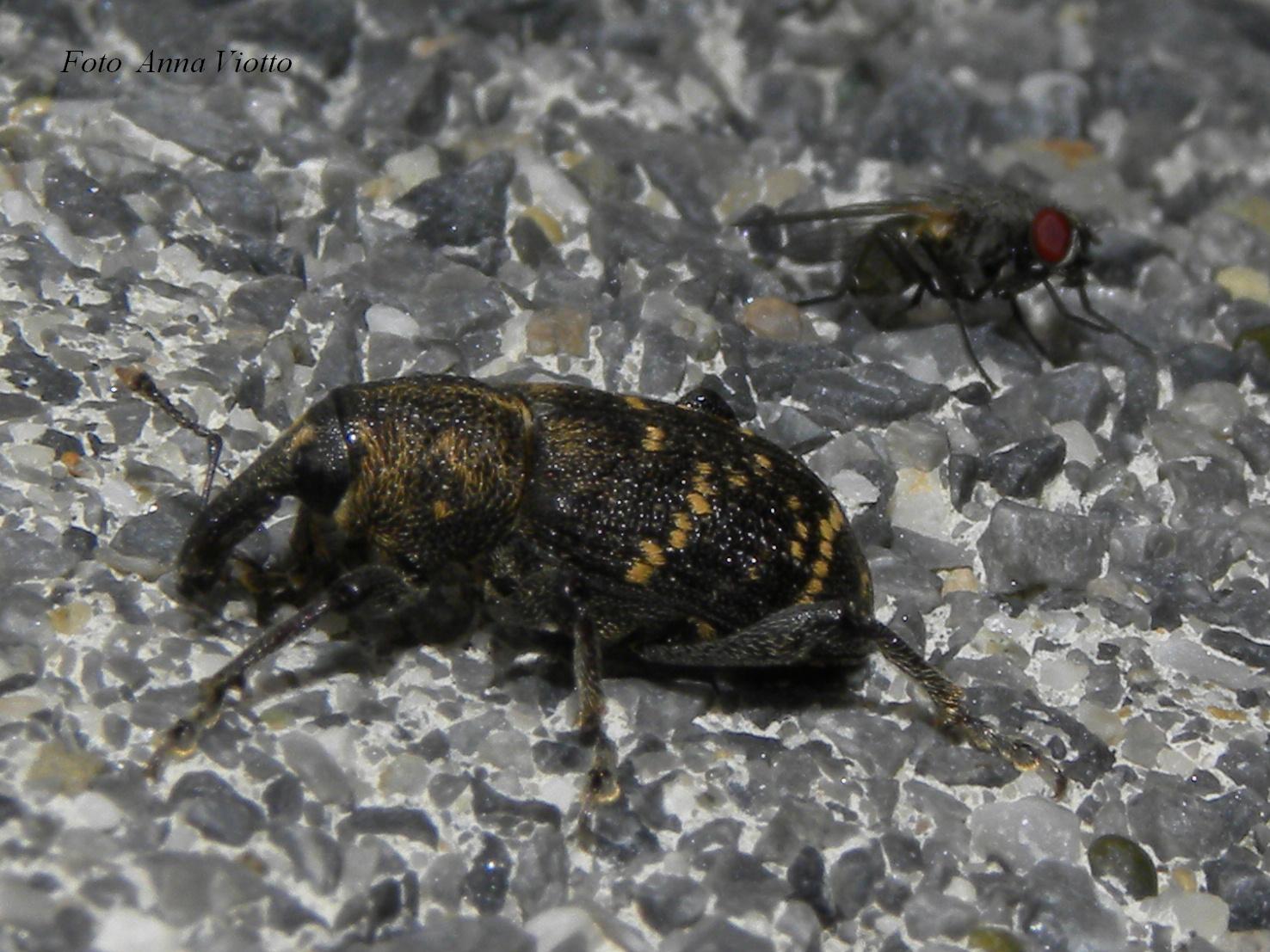 Hylobius abietis (Curculionidae) - Monte Saccarello (IM)